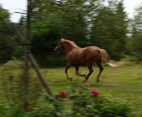 förbered din trädgård för hästhoppning idag