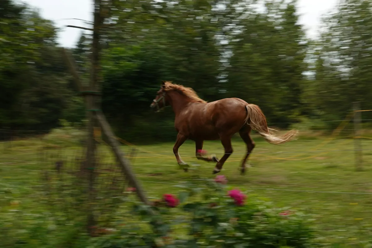 förbered din trädgård för hästhoppning idag